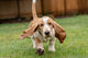 Basset Hound puppy running on wet grass, Janet Horton poster print.