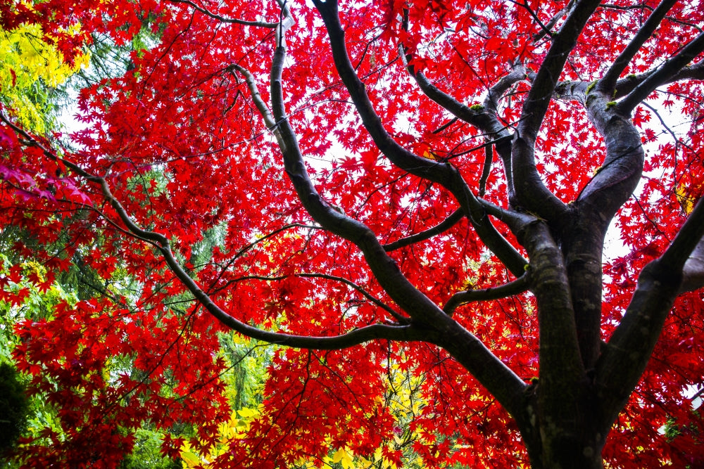Bremerton Washington State Red Maple Tree Poster Print by Jolly Sienda