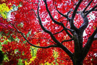 Bremerton Washington State Red Maple Tree Poster Print by Jolly Sienda