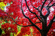 Bremerton Washington State Red Maple Tree Poster Print by Jolly Sienda