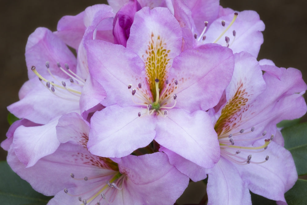 Rhody close-up poster print showcasing vibrant colors and details by Jamie & Judy Wild.