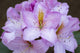 Rhody close-up poster print showcasing vibrant colors and details by Jamie & Judy Wild.