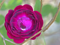 Washington State Rose Close-Up Poster Print by Jamie & Judy Wild