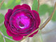 Washington State Rose Close-Up Poster Print by Jamie & Judy Wild