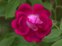 Rose Close-Up Poster Print by Jamie & Judy Wild, vibrant floral art