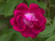 Rose Close-Up Poster Print by Jamie & Judy Wild, vibrant floral art