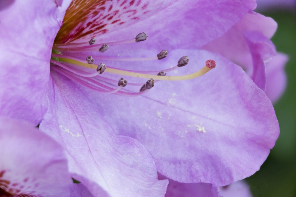 Rhody Close-Up Poster Print by Jamie & Judy Wild showcasing vibrant colors and intricate details.