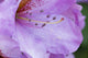 Rhody Close-Up Poster Print by Jamie & Judy Wild showcasing vibrant colors and intricate details.
