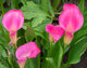 Calla Lily Poster Print showcasing floral beauty from Washington State.