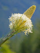Beargrass Poster Print showcasing Mount Baker Snoqualmie National Forest by Jamie & Judy Wild