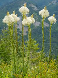 Beargrass poster print showcasing the Mount Baker Snoqualmie National Forest by Jamie & Judy Wild.