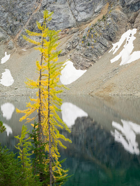 Larch trees at Blue Lake poster print by Jamie & Judy Wild