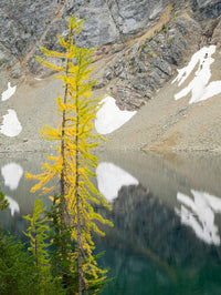 Larch trees at Blue Lake poster print by Jamie & Judy Wild