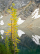 Larch trees at Blue Lake poster print by Jamie & Judy Wild