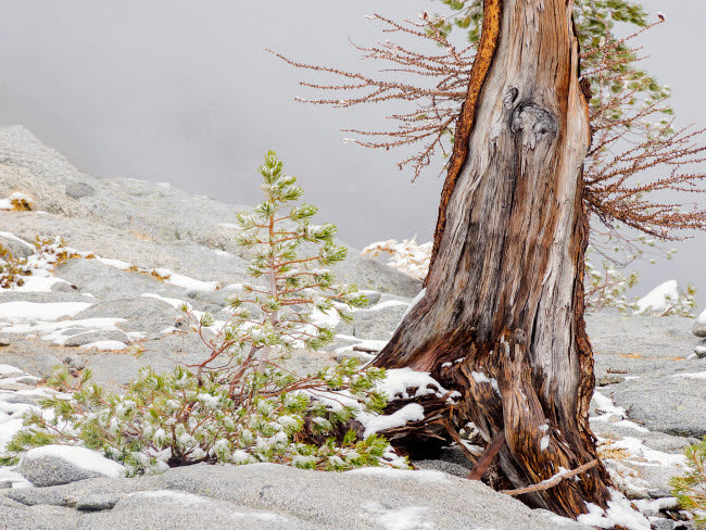 USA Washington State Alpine Lakes Wilderness Poster Print by Jamie & Judy Wild featuring Enchantment Lakes, larch trunk, and fir trees.