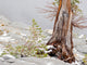 USA Washington State Alpine Lakes Wilderness Poster Print by Jamie & Judy Wild featuring Enchantment Lakes, larch trunk, and fir trees.