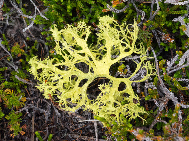 Washington State Alpine Lakes Wilderness Lichen Poster Print by Jamie & Judy Wild