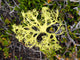 Washington State Alpine Lakes Wilderness Lichen Poster Print by Jamie & Judy Wild