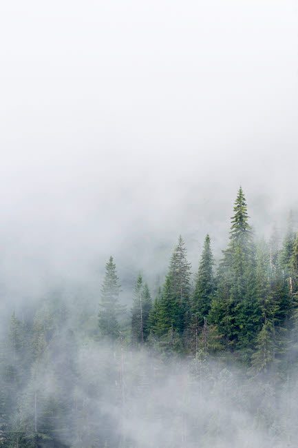 Mount Rainier National Park Fir Trees in Clouds Poster Print by Jamie & Judy Wild