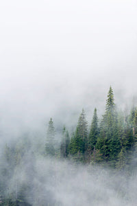 Mount Rainier National Park Fir Trees in Clouds Poster Print by Jamie & Judy Wild