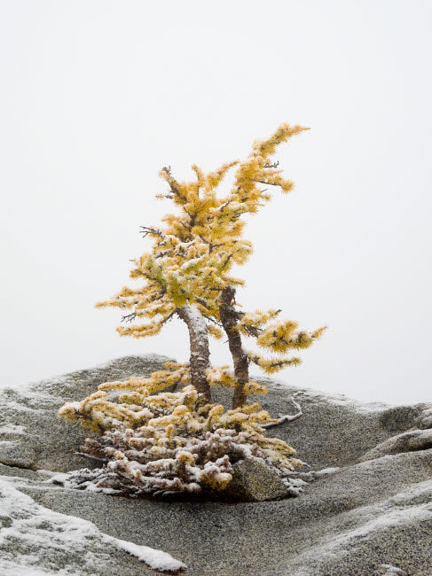 Washington State Alpine Lakes Wilderness Poster Print by Jamie & Judy Wild featuring larch trees and snow.