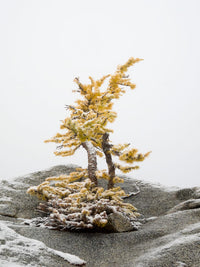 Washington State Alpine Lakes Wilderness Poster Print by Jamie & Judy Wild featuring larch trees and snow.
