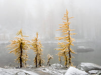 Washington State Alpine Lakes Wilderness Poster Print featuring larch trees and snow.