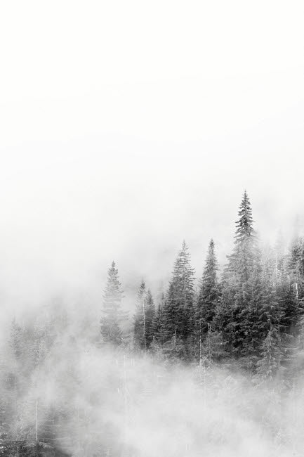 Mount Rainier National Park fir trees in clouds poster print by Jamie & Judy Wild