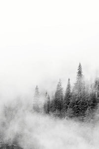 Mount Rainier National Park fir trees in clouds poster print by Jamie & Judy Wild