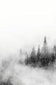 Mount Rainier National Park fir trees in clouds poster print by Jamie & Judy Wild