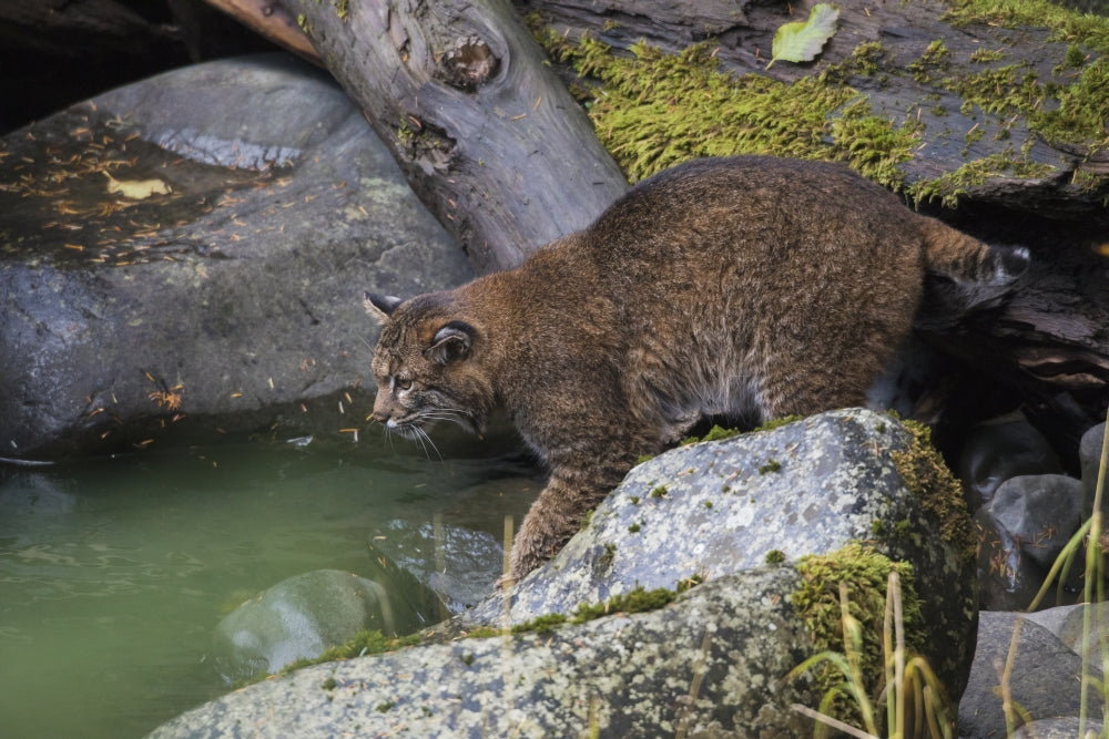 Bobcat Stalking Salmon Poster Print by Ken Archer showcasing wildlife art.