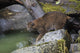 Bobcat Stalking Salmon Poster Print by Ken Archer showcasing wildlife art.