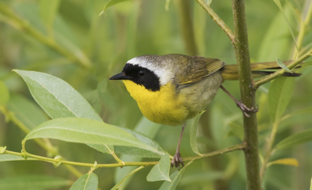 Common Yellowthroat Poster Print by Ken Archer featuring vibrant colors and detailed design.