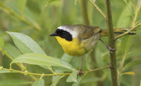 Common Yellowthroat Poster Print by Ken Archer featuring vibrant colors and detailed design.