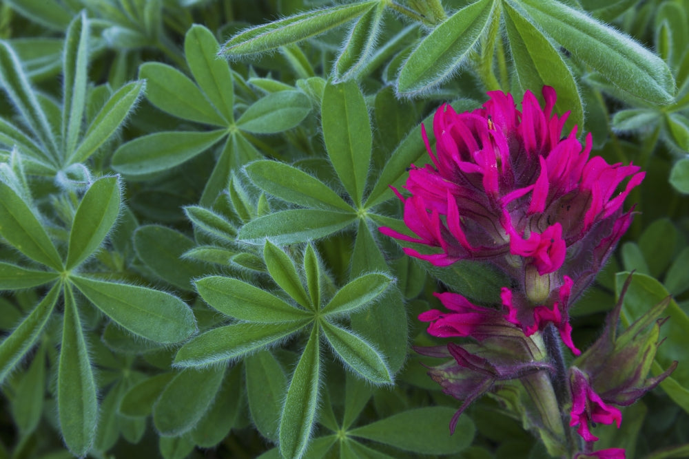 Lavender Paintbrush and Lupine Leaves Poster Print by Ken Archer