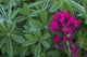 Lavender Paintbrush and Lupine Leaves Poster Print by Ken Archer