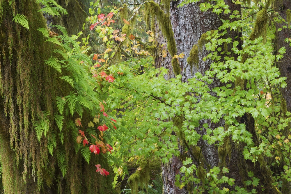 Autumn Vine Maple Poster Print by Ken Archer featuring vibrant autumn colors and Hoh Rainforest scenery.