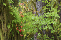 Autumn Vine Maple Poster Print by Ken Archer featuring vibrant autumn colors and Hoh Rainforest scenery.