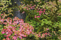 Autumn Rainforest Vine Maple Leaves Poster Print by Ken Archer