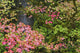 Autumn Rainforest Vine Maple Leaves Poster Print by Ken Archer