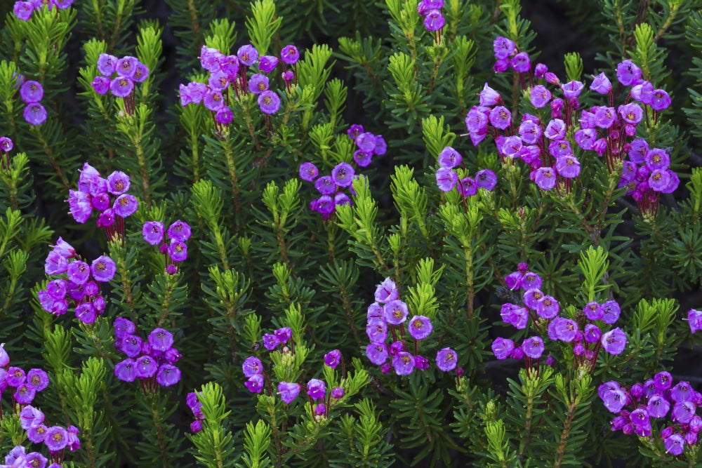 Mountain Heather Poster Print by Ken Archer showcasing vibrant nature imagery.
