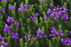 Mountain Heather Poster Print by Ken Archer showcasing vibrant nature imagery.