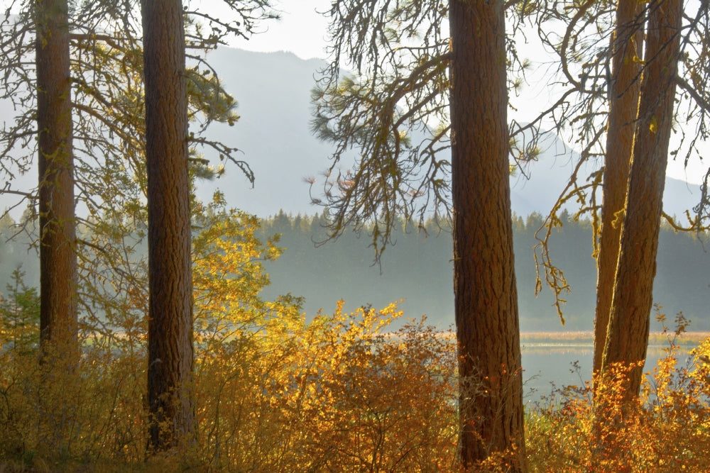Autumn foliage poster print featuring Fish Lake in Wenatchee National Forest, Washington State.