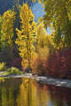 Autumn Foliage Poster Print featuring Nason Creek Area in Wenatchee National Forest, Washington State.