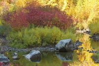 Autumn in Tumwater Canyon art print by Michel Hersen featuring vibrant colors of Wenatchee National Forest.
