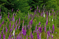 Foxglove flowers at Mount St. Helens National Monument in Washington State poster print.