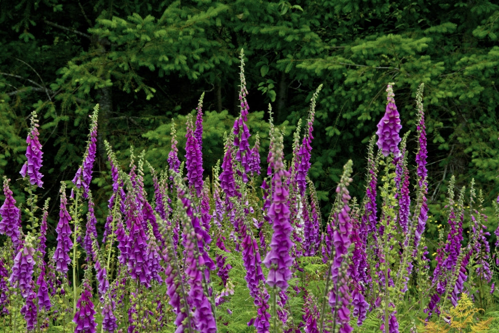 Foxglove poster print featuring Mount St. Helens National Monument in Washington State.