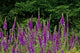 Foxglove poster print featuring Mount St. Helens National Monument in Washington State.