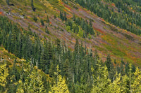 Fall Foliage Poster Print showcasing Stevens Pass Area, WA by Michel Hersen.