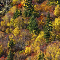 Fall Foliage Poster Print by Michel Hersen showcasing Stevens Pass Area, WA